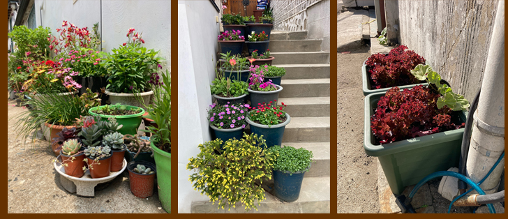 More pavement pots of Seoul